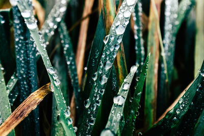 Close-up of wet leaves