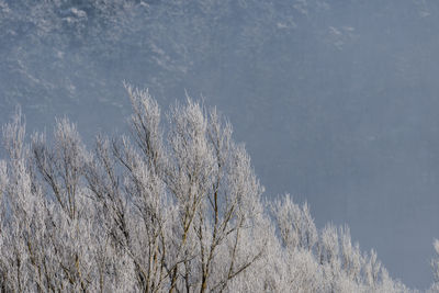 High angle view of bare tree against sky