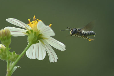 Close-up of bee pollinating on flower