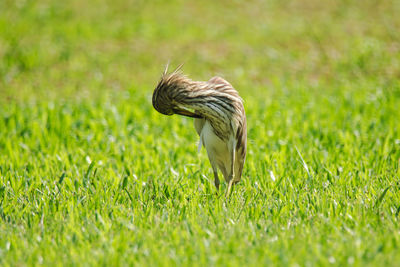 Side view of a bird on grass