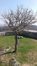 Bare trees on grassy field