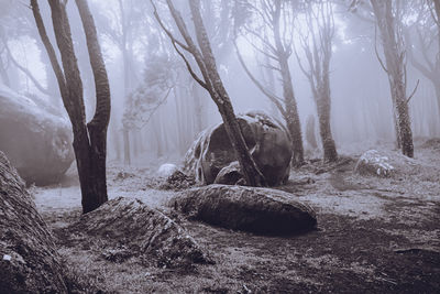 View of bare trees in forest