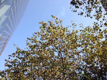 Low angle view of trees against sky