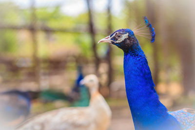 Close-up of a peacock