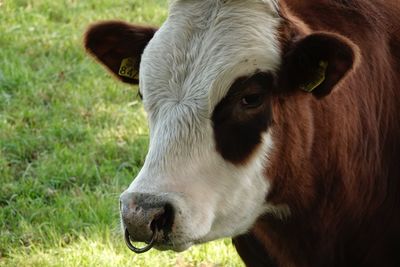 Close-up of cow lying on field