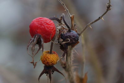 Close-up of red berries on plant