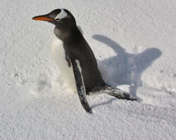 High angle view of penguin on snowy land