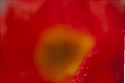 Full frame shot of red rose flower