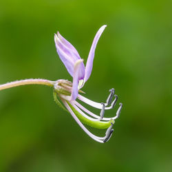 Close-up of purple flowering plant