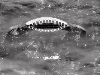 High angle view of turtle swimming in sea