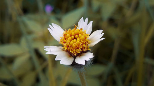 Close-up of white flower