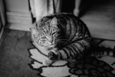 High angle view of tabby resting on floor