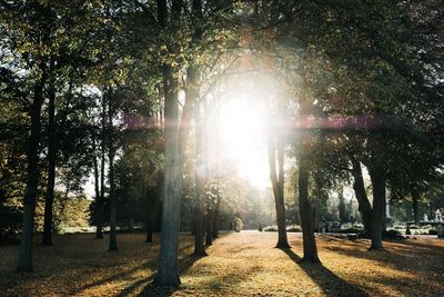 Sunlight streaming through trees in park