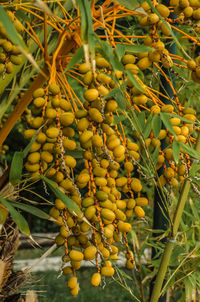 Close-up of yellow flowers