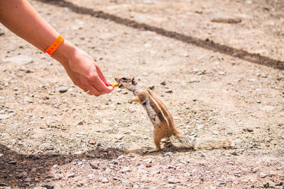 Human hand eating squirrel