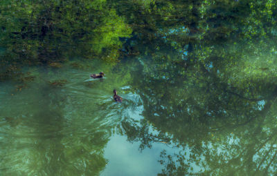 High angle view of ducks swimming on lake in forest
