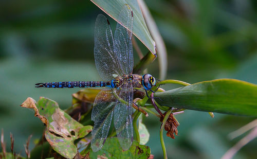 Close-up of dragonfly on plant