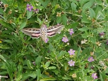 Close-up of butterfly on flowers