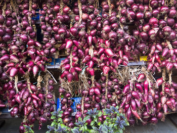Close-up of purple flowers for sale in market