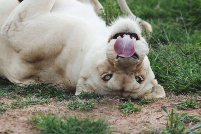 Close-up portrait of lion relaxing on grass
