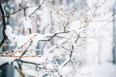 Close-up of frozen plant during winter