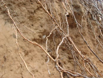 Close-up of dead plant on land