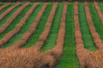 Scenic view of agricultural field