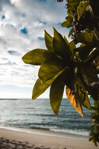 Close-up of plant growing on beach against sky