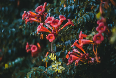 Close-up of red flowering plants
