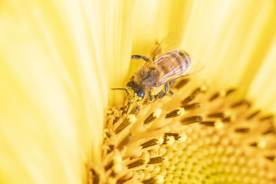 Close-up of bee pollinating on yellow flower