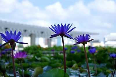 Close-up of purple flowers