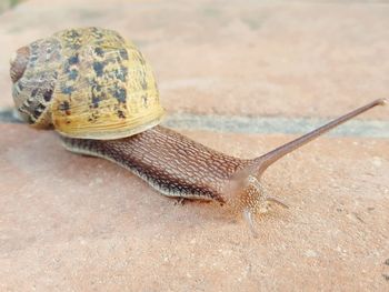 Close-up of snail