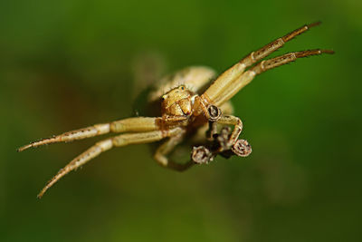 Close-up of spider on plant