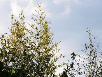 Low angle view of trees against sky