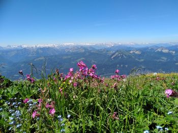 Scenic view of flowering plants against sky