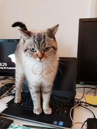 Close-up of cat sitting on camera