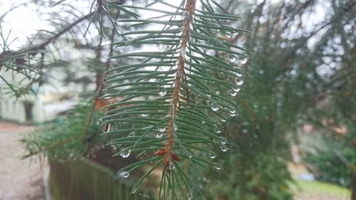 Close-up of pine tree in forest during winter