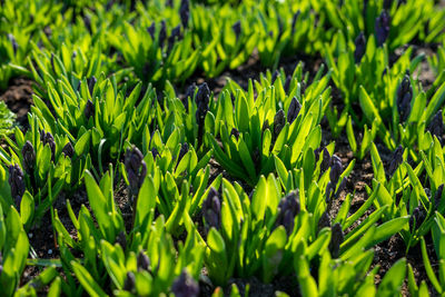 Full frame shot of fresh green plants