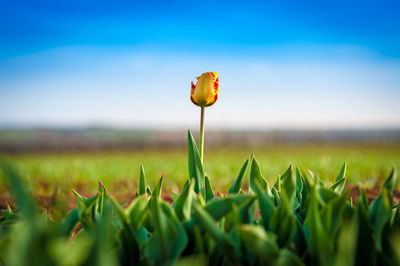 Close-up of flower growing in field against sky