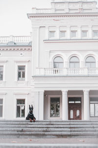 Doberman outside building in city