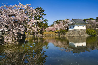 Cherry blossoms in full bloom in odawara ruins park