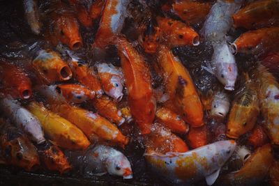 High angle view of koi carps swimming in pond