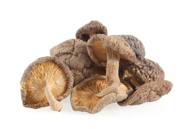 Close-up of mushrooms against white background