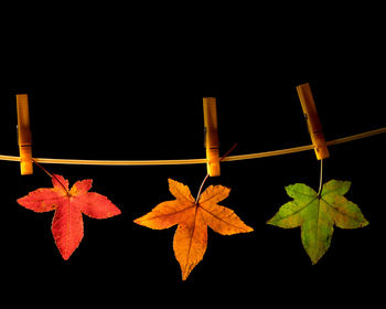 Close-up of maple leaves against black background