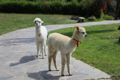 Sheep standing in a field