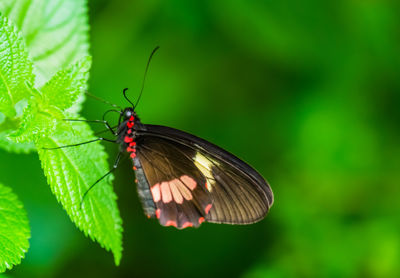 Butterfly on leaf