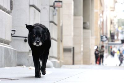 Portrait of black dog on footpath in city