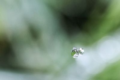 Close-up of caterpillar on water