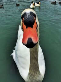 Close-up of swan swimming in lake
