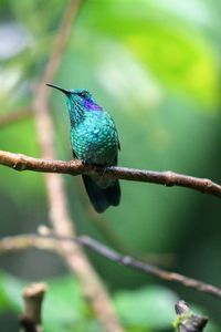 Close-up of bird perching on branch